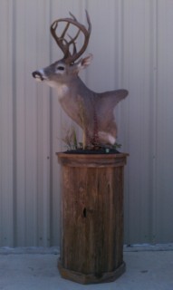 Safari Life Taxidermy