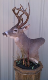 Safari Life Taxidermy