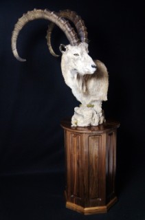 Safari Life Taxidermy