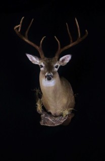 Safari Life Taxidermy