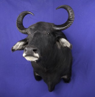 Safari Life Taxidermy