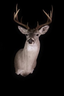 Safari Life Taxidermy