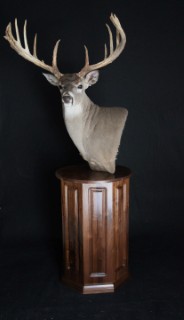 Safari Life Taxidermy