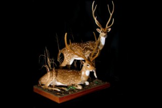 Safari Life Taxidermy