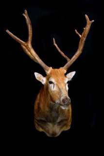 Safari Life Taxidermy