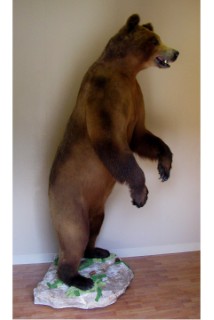 Safari Life Taxidermy