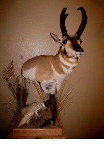 Safari Life Taxidermy