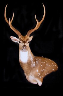 Safari Life Taxidermy