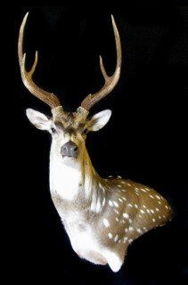 Safari Life Taxidermy