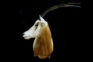 Safari Life Taxidermy