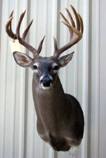 Safari Life Taxidermy