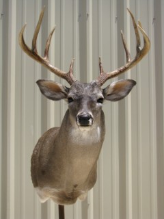 Safari Life Taxidermy