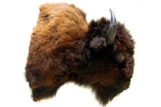 Safari Life Taxidermy