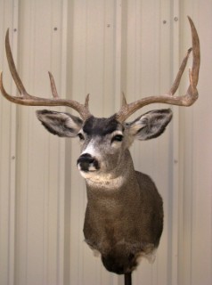 Safari Life Taxidermy