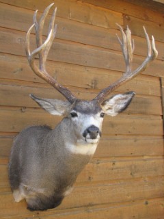 Safari Life Taxidermy