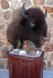 Safari Life Taxidermy