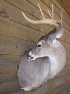 Safari Life Taxidermy