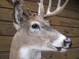 Safari Life Taxidermy
