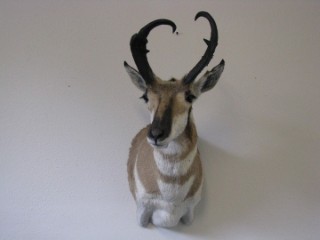 Safari Life Taxidermy