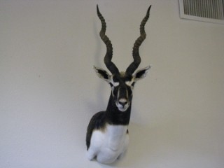 Safari Life Taxidermy
