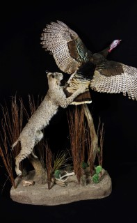 Safari Life Taxidermy