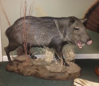 Safari Life Taxidermy