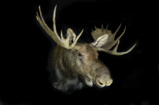 Safari Life Taxidermy