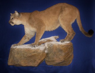 Safari Life Taxidermy