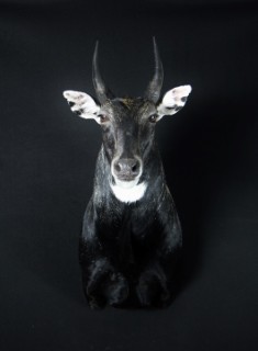 Safari Life Taxidermy