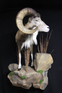 Safari Life Taxidermy