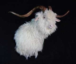 Safari Life Taxidermy