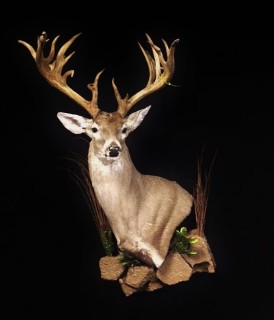 Safari Life Taxidermy