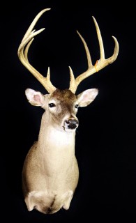 Safari Life Taxidermy