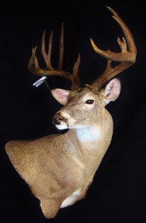 Safari Life Taxidermy