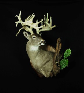 Safari Life Taxidermy