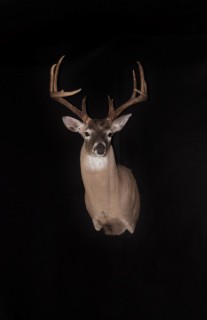 Safari Life Taxidermy