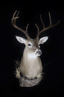 Safari Life Taxidermy