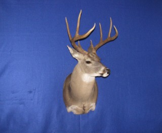 Safari Life Taxidermy