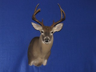 Safari Life Taxidermy