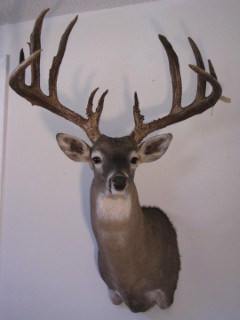 Safari Life Taxidermy