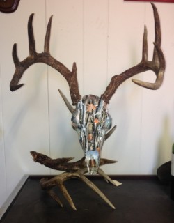 Safari Life Taxidermy