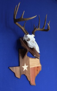 Safari Life Taxidermy