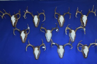 Safari Life Taxidermy