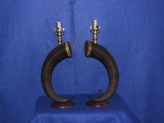 Safari Life Taxidermy