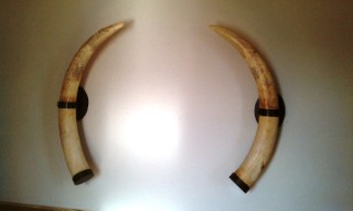 Safari Life Taxidermy