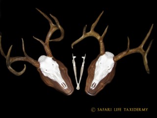 Safari Life Taxidermy