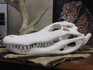 Safari Life Taxidermy