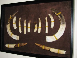 Safari Life Taxidermy