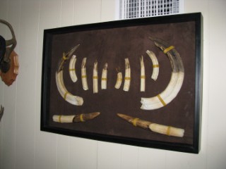 Safari Life Taxidermy