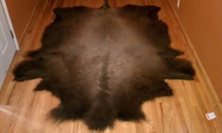 Safari Life Taxidermy